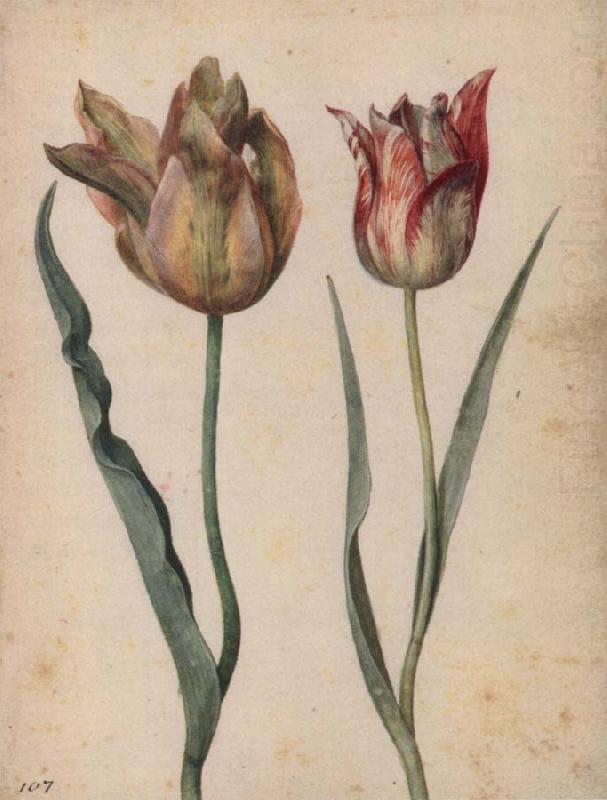 Two Tulips, Georg Flegel